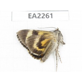 Noctuidae sp. China,  Inner Mongolia, Hulunbeier, Mt.Daxinganling. 1Pcs. EA2261.