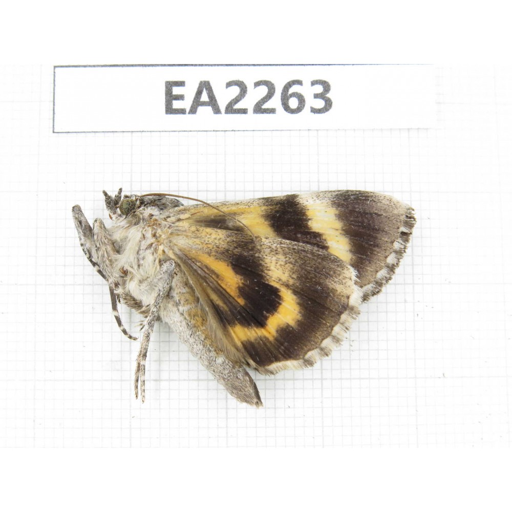 Noctuidae sp. China,  Inner Mongolia, Hulunbeier, Mt.Daxinganling. 1Pcs. EA2263.