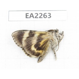 Noctuidae sp. China,  Inner Mongolia, Hulunbeier, Mt.Daxinganling. 1Pcs. EA2263.