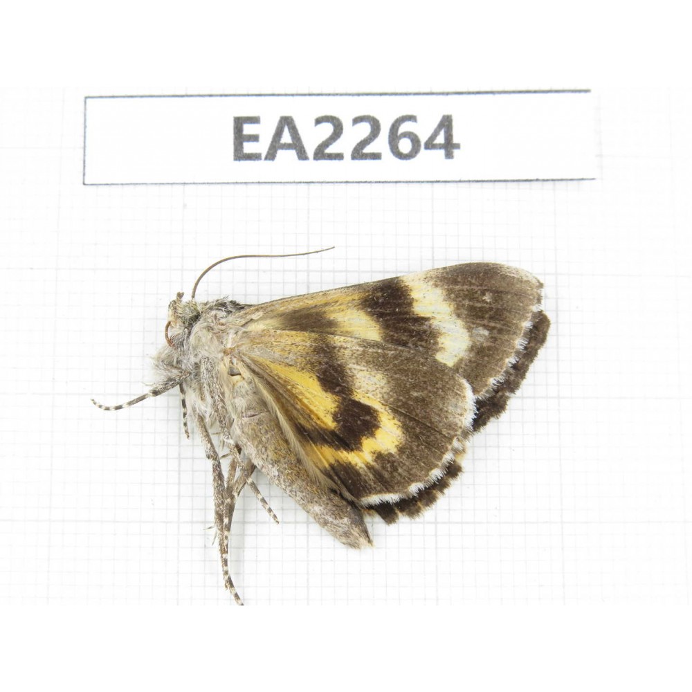 Noctuidae sp. China,  Inner Mongolia, Hulunbeier, Mt.Daxinganling. 1Pcs. EA2264.