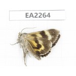 Noctuidae sp. China,  Inner Mongolia, Hulunbeier, Mt.Daxinganling. 1Pcs. EA2264.