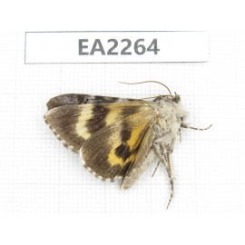 Noctuidae sp. China,  Inner Mongolia, Hulunbeier, Mt.Daxinganling. 1Pcs. EA2264.