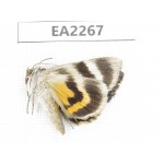 Noctuidae sp. China,  Inner Mongolia, Hulunbeier, Mt.Daxinganling. 1Pcs. EA2267.