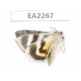 Noctuidae sp. China,  Inner Mongolia, Hulunbeier, Mt.Daxinganling. 1Pcs. EA2267.