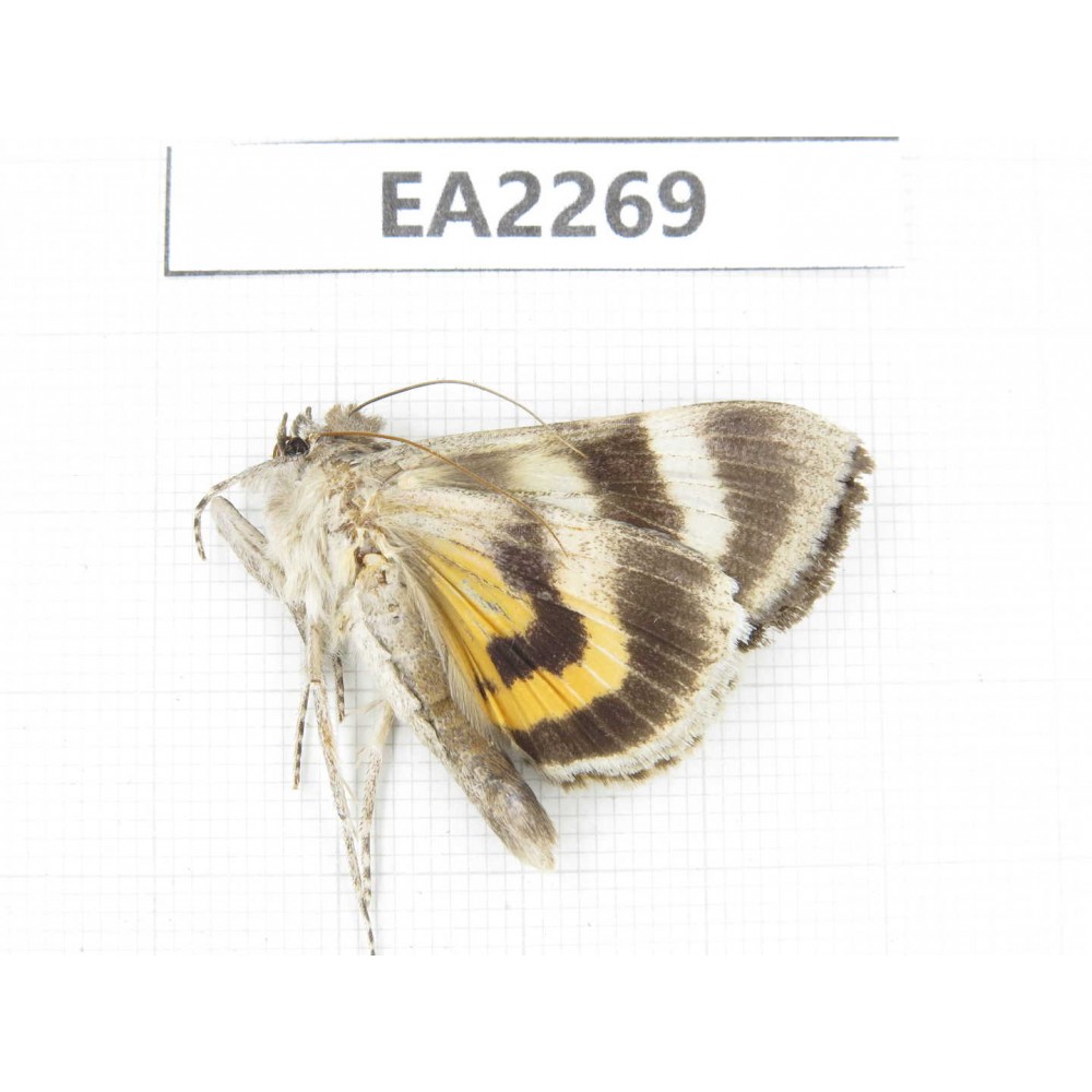 Noctuidae sp. China,  Inner Mongolia, Hulunbeier, Mt.Daxinganling. 1Pcs. EA2269.