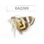 Noctuidae sp. China,  Inner Mongolia, Hulunbeier, Mt.Daxinganling. 1Pcs. EA2269.