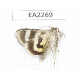 Noctuidae sp. China,  Inner Mongolia, Hulunbeier, Mt.Daxinganling. 1Pcs. EA2269.