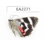 Noctuidae sp. China,  Inner Mongolia, Hulunbeier, Mt.Daxinganling. 1Pcs. EA2271.