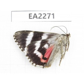 Noctuidae sp. China,  Inner Mongolia, Hulunbeier, Mt.Daxinganling. 1Pcs. EA2271.