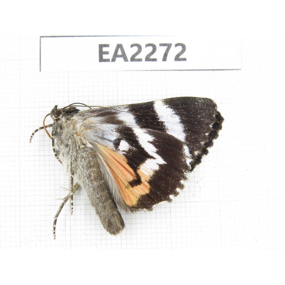 Noctuidae sp. China,  Inner Mongolia, Hulunbeier, Mt.Daxinganling. 1Pcs. EA2272.