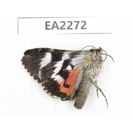 Noctuidae sp. China,  Inner Mongolia, Hulunbeier, Mt.Daxinganling. 1Pcs. EA2272.