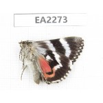Noctuidae sp. China,  Inner Mongolia, Hulunbeier, Mt.Daxinganling. 1Pcs. EA2273.