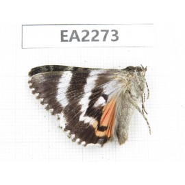 Noctuidae sp. China,  Inner Mongolia, Hulunbeier, Mt.Daxinganling. 1Pcs. EA2273.