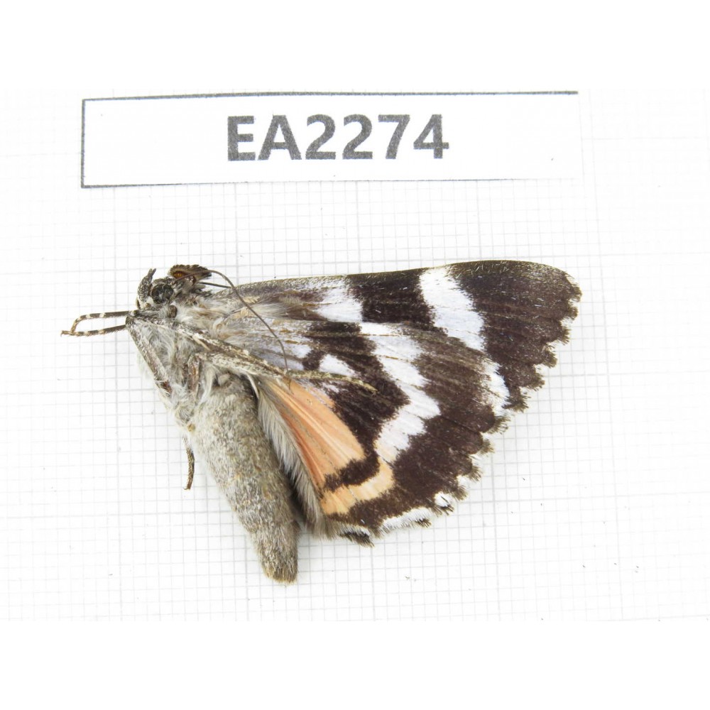 Noctuidae sp. China,  Inner Mongolia, Hulunbeier, Mt.Daxinganling. 1Pcs. EA2274.