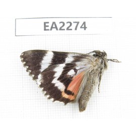 Noctuidae sp. China,  Inner Mongolia, Hulunbeier, Mt.Daxinganling. 1Pcs. EA2274.
