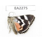 Noctuidae sp. China,  Inner Mongolia, Hulunbeier, Mt.Daxinganling. 1Pcs. EA2275.