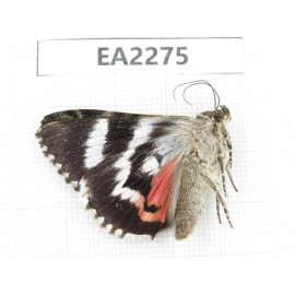 Noctuidae sp. China,  Inner Mongolia, Hulunbeier, Mt.Daxinganling. 1Pcs. EA2275.