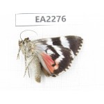 Noctuidae sp. China,  Inner Mongolia, Hulunbeier, Mt.Daxinganling. 1Pcs. EA2276.