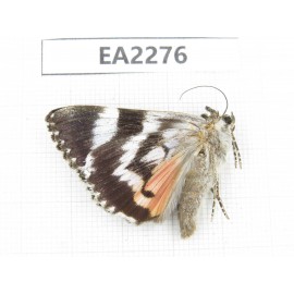 Noctuidae sp. China,  Inner Mongolia, Hulunbeier, Mt.Daxinganling. 1Pcs. EA2276.