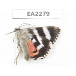Noctuidae sp. China,  Inner Mongolia, Hulunbeier, Mt.Daxinganling. 1Pcs. EA2279.
