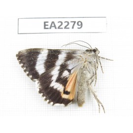 Noctuidae sp. China,  Inner Mongolia, Hulunbeier, Mt.Daxinganling. 1Pcs. EA2279.