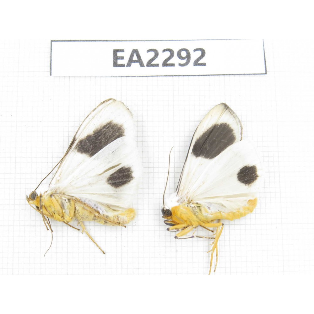 Arctiidae sp. China, NW of Yunnan, Xiangerila area, S of Weixi county. 2Pcs. EA2292.