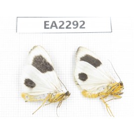 Arctiidae sp. China, NW of Yunnan, Xiangerila area, S of Weixi county. 2Pcs. EA2292.