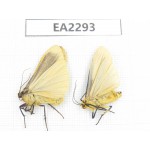 Arctiidae sp. China, NW of Yunnan, Xiangerila area, S of Weixi county. 2Pcs. EA2293.