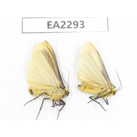 Arctiidae sp. China, NW of Yunnan, Xiangerila area, S of Weixi county. 2Pcs. EA2293.