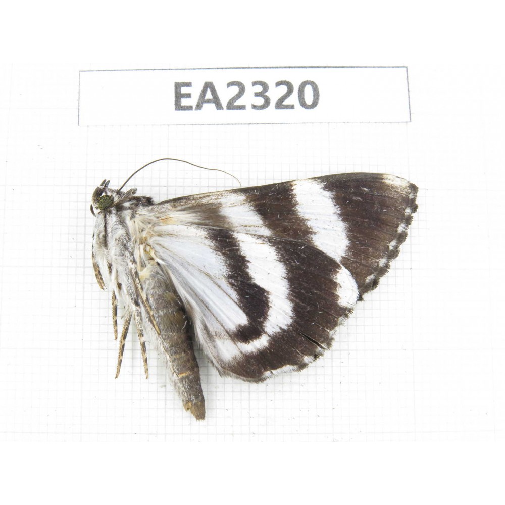 Noctuidae sp. China,  Sichuan, Aba area, Lixian county. 1Pcs. EA2320.