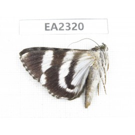 Noctuidae sp. China,  Sichuan, Aba area, Lixian county. 1Pcs. EA2320.