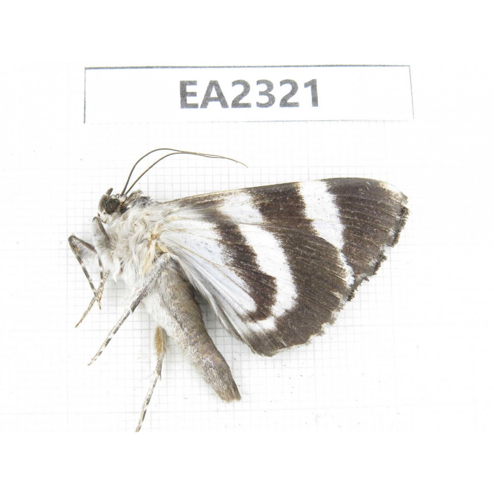 Noctuidae sp. China,  Sichuan, Aba area, Lixian county. 1Pcs. EA2321.