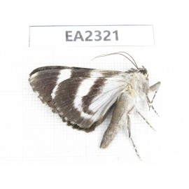 Noctuidae sp. China,  Sichuan, Aba area, Lixian county. 1Pcs. EA2321.