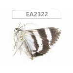 Noctuidae sp. China,  Sichuan, Aba area, Lixian county. 1Pcs. EA2322.