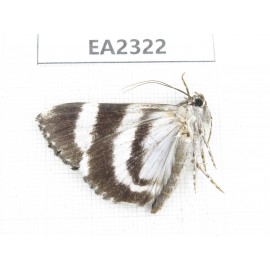 Noctuidae sp. China,  Sichuan, Aba area, Lixian county. 1Pcs. EA2322.