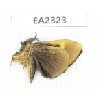 Moths sp. China, Sichuan, Aba area, Lixian county. 1Pcs. EA2323.