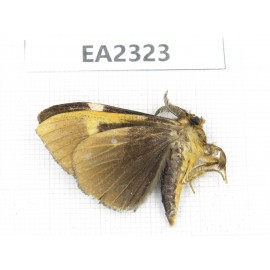Moths sp. China, Sichuan, Aba area, Lixian county. 1Pcs. EA2323.