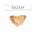 Moths sp. China, Sichuan, Aba area, Lixian county. 1Pcs. EA2324.