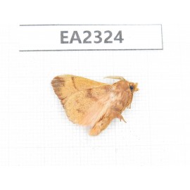 Moths sp. China, Sichuan, Aba area, Lixian county. 1Pcs. EA2324.