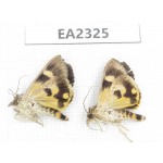 Noctuidae sp. China,  Sichuan, Aba area, Lixian county. 2Pcs. EA2325.