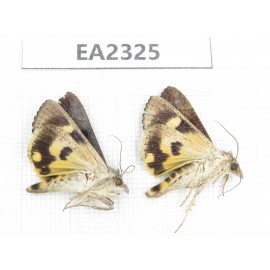 Noctuidae sp. China,  Sichuan, Aba area, Lixian county. 2Pcs. EA2325.