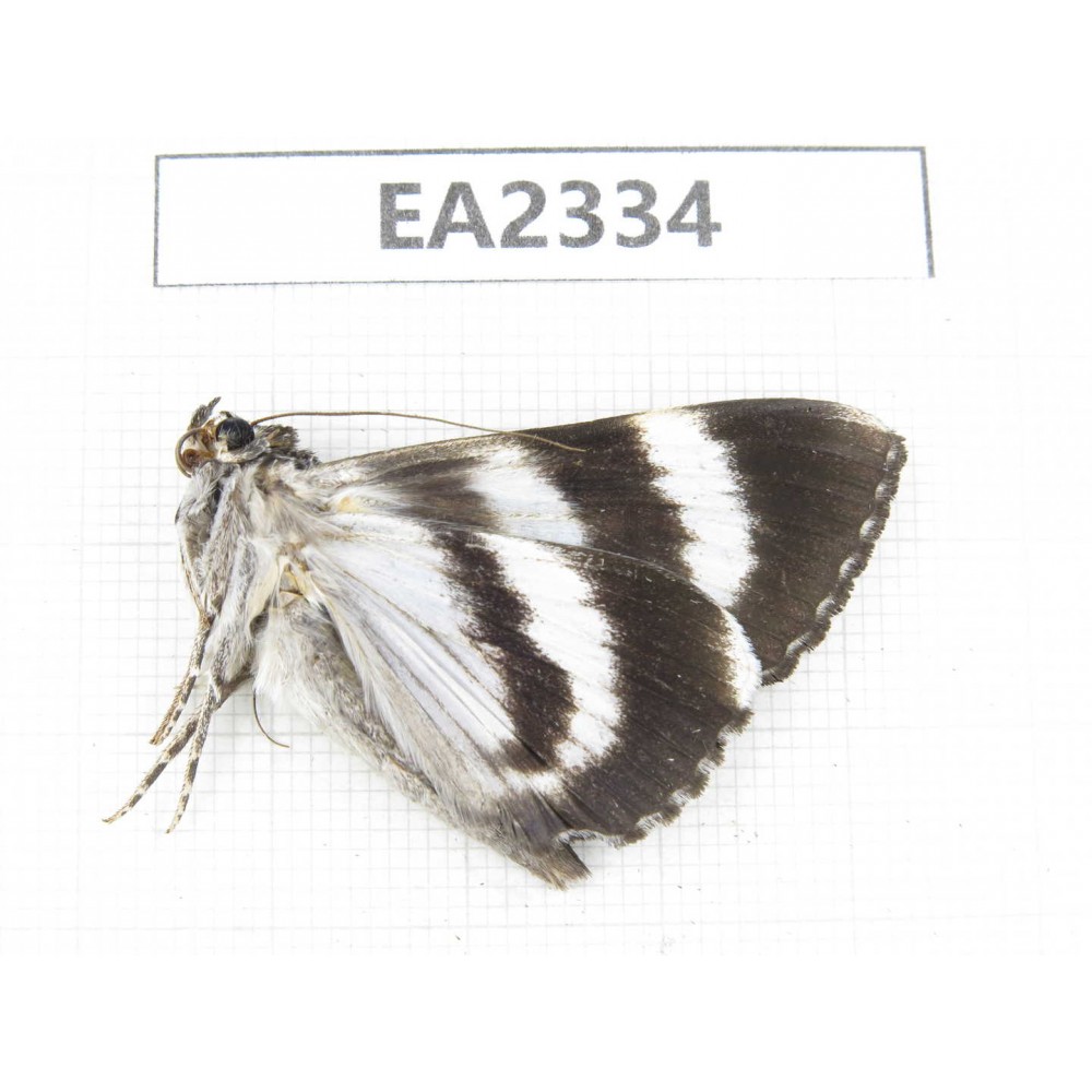 Noctuidae sp. China, W of Sichuan, Aba, Xiaojin county, Mt.Siguniangshan. 1Pcs. EA2334.