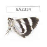 Noctuidae sp. China, W of Sichuan, Aba, Xiaojin county, Mt.Siguniangshan. 1Pcs. EA2334.
