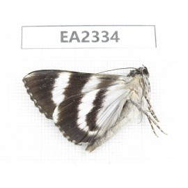 Noctuidae sp. China, W of Sichuan, Aba, Xiaojin county, Mt.Siguniangshan. 1Pcs. EA2334.