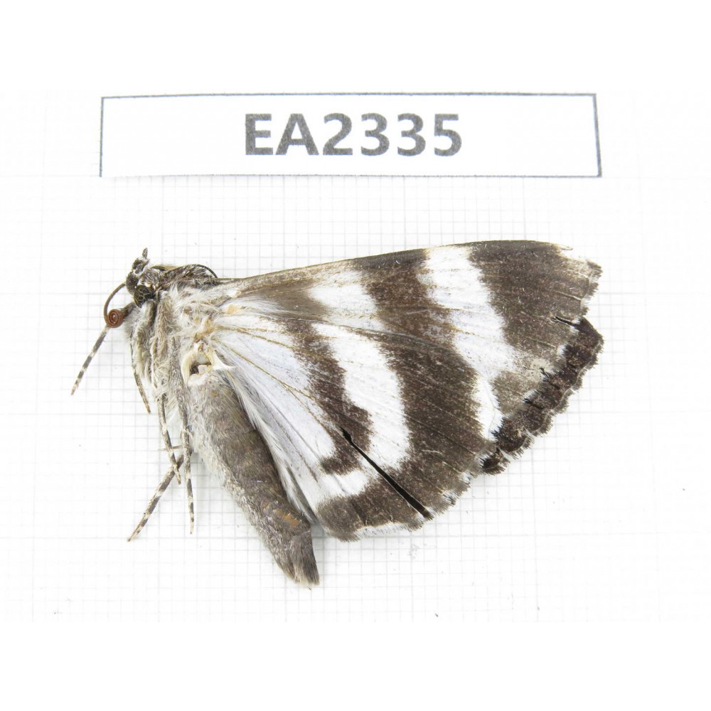 Noctuidae sp. China, W of Sichuan, Aba, Xiaojin county, Mt.Siguniangshan. 1Pcs. EA2335.