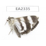 Noctuidae sp. China, W of Sichuan, Aba, Xiaojin county, Mt.Siguniangshan. 1Pcs. EA2335.
