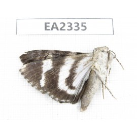 Noctuidae sp. China, W of Sichuan, Aba, Xiaojin county, Mt.Siguniangshan. 1Pcs. EA2335.