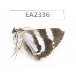 Noctuidae sp. China, W of Sichuan, Aba, Xiaojin county, Mt.Siguniangshan. 1Pcs. EA2336.