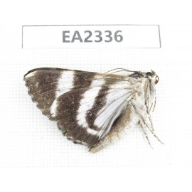 Noctuidae sp. China, W of Sichuan, Aba, Xiaojin county, Mt.Siguniangshan. 1Pcs. EA2336.