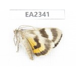 Noctuidae sp. China, Inner Mongolia, Hulunbeier, Mt.Daxinganling. 1Pcs. EA2341.